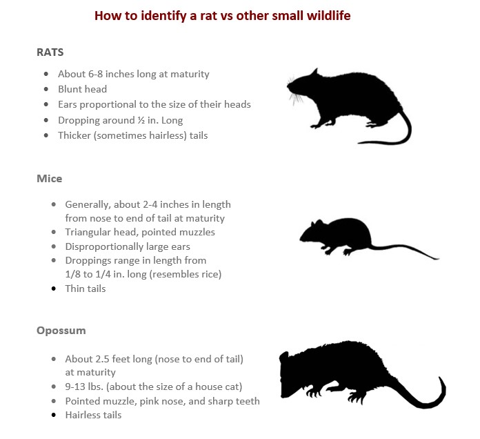 Rat ID