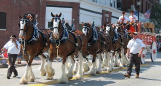 Hallamore Clydesdale Horses
